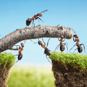 Project Management Organization